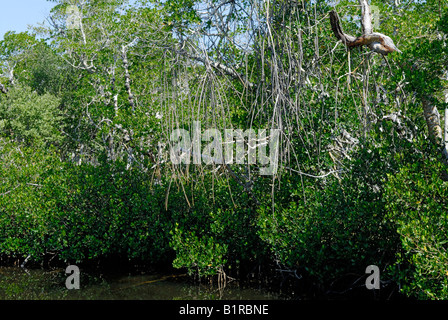 Mangrove Rhizophora mangle rouge racines drop Banque D'Images