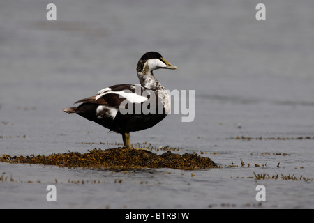 Eider à duvet Somateria mollissima mue masculine de l'été l'Ecosse Banque D'Images