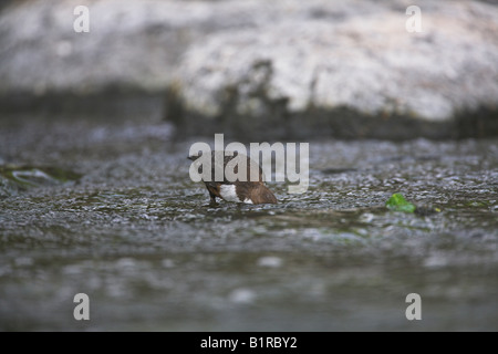 Cincle plongeur Cinclus cinclus avec la tête sous l'eau, en quête de rivière sur Mull, l'Ecosse en mai. Banque D'Images