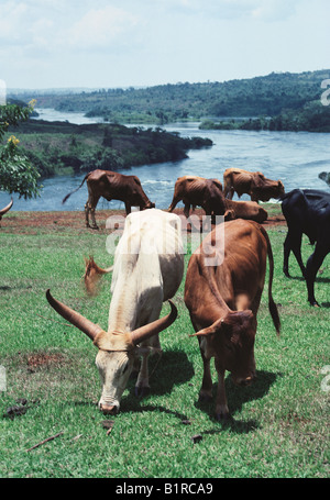 Le bétail y compris un longicorne vache Ankole près de la rivière du Nil près de chutes de Bujagali en Ouganda Afrique de l'Est Banque D'Images