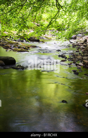 Flux écossais sous des arbres. Bois de Cawdor, Nairnshire, Ecosse Banque D'Images