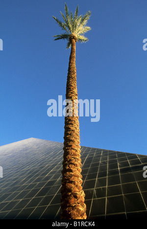 Vue vers le haut du palmier et vue partielle de l'hôtel Luxor Las Vegas Nevada Banque D'Images