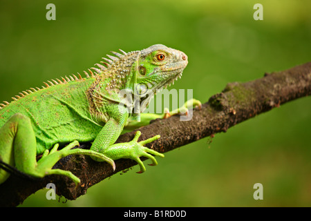 Sur une branche de l'iguane Banque D'Images