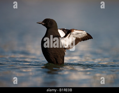 Le guillemot à miroir (Cepphus grylle) Ecosse Banque D'Images