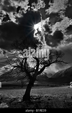 Arbre isolé dans l'après-midi tempête sur la Sierra Nevada Banque D'Images