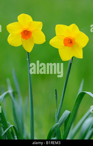 Orange et jaune fleurs Narcisse (Narcissus) Banque D'Images