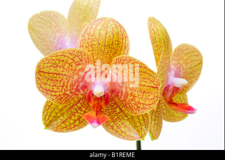 Fleurs d'orchidée, Phalaenopsis Orchidaceae (hybride) Banque D'Images