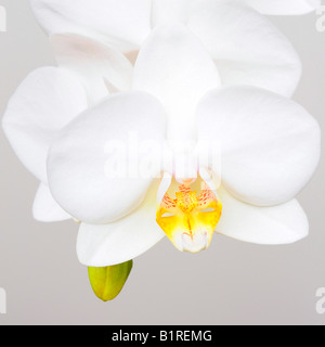 Orchid (Orchidacea phaleanopsis) Banque D'Images