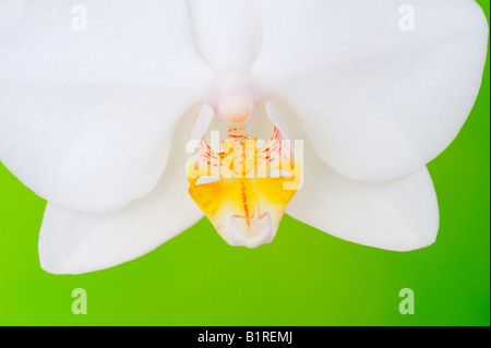 Orchid (Orchidacea phaleanopsis) Banque D'Images