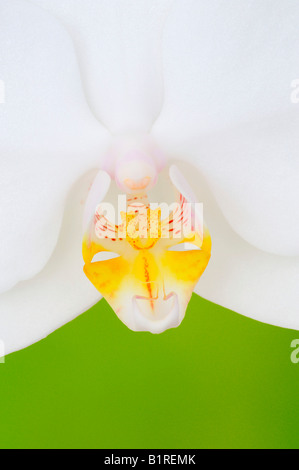 Orchid (Orchidacea phaleanopsis) Banque D'Images