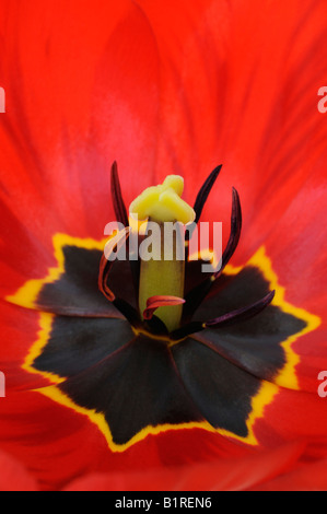 Red Tulip (Tulipa) Banque D'Images