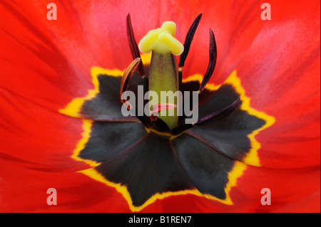 Red Tulip (Tulipa) Banque D'Images