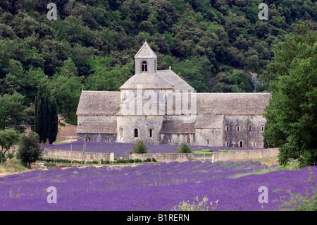 Fleurs de Lavande (Lavendula angustifolia) champ en face de l'Abbaye de Sénanque, Gordes, Provence, Sud de France, France, Europe Banque D'Images