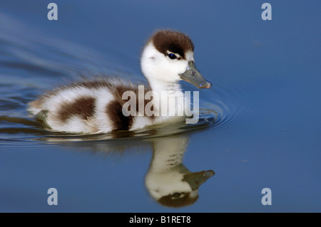 Tadorne casarca tadorna Tadorna (), Poussin, Texel, Pays-Bas, Europe Banque D'Images