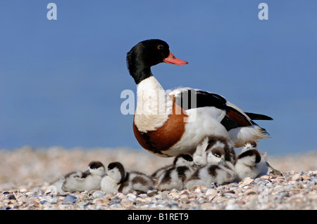 Tadorne Casarca Tadorna tadorna) (avec les poussins, Texel, Pays-Bas, Europe Banque D'Images