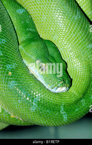 Green Tree Python (Chondropython viridis) Banque D'Images