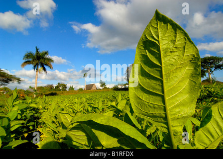 Les plants de tabac dans un champ, palmier au retour, Viñales, Pinar del Rio, Cuba, l'Amérique centrale Banque D'Images