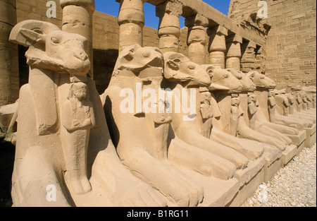 Ram allée au Temple de Karnak, Louxor, Egypte, Afrique du Sud Banque D'Images