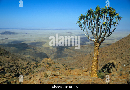 Quiver Tree (Aloe dichotoma), le Brandberg, Namibie, Afrique du Sud Banque D'Images