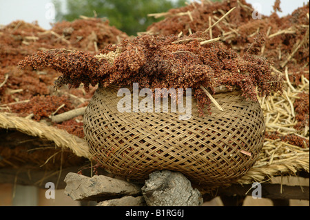 Panier rempli de millet, colis, Cameroun, Afrique