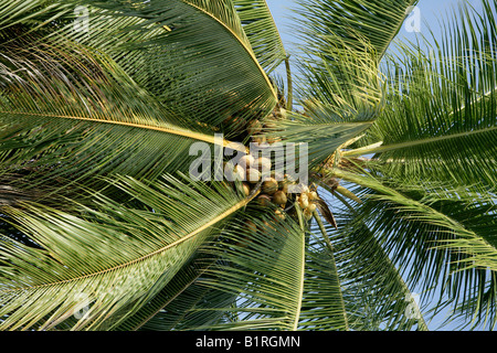 Cocotier (Cocos nucifera), Biliau, Papouasie-Nouvelle-Guinée, la Mélanésie Banque D'Images