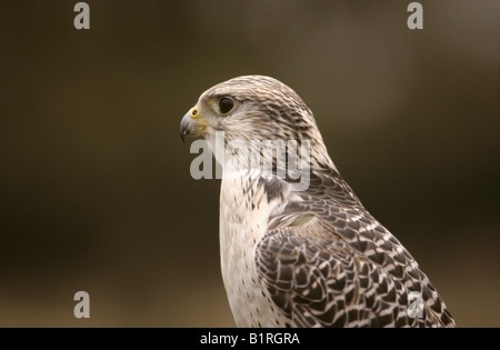 Falcon, Gyrfalcon-Saker rocé Falcon (Falco hybride) Banque D'Images