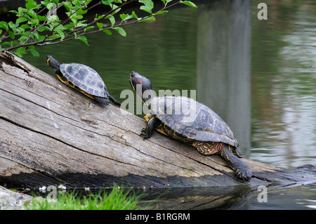 Deux tortues à oreilles rouges (Trachemys scripta elegans) sur un tronc d'arbre dans l'eau Banque D'Images