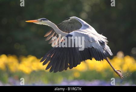 Héron cendré (Ardea cinerea) Banque D'Images