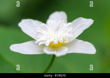 (Hepatica nobilis) Liverleaf Banque D'Images