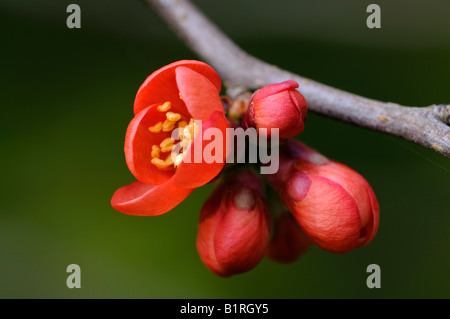 Chaenomeles japonica Chaenomeles (japonais) Banque D'Images