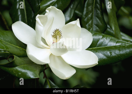 Close up du sud de la fleur de Magnolia (Magnolia grandiflora) Banque D'Images