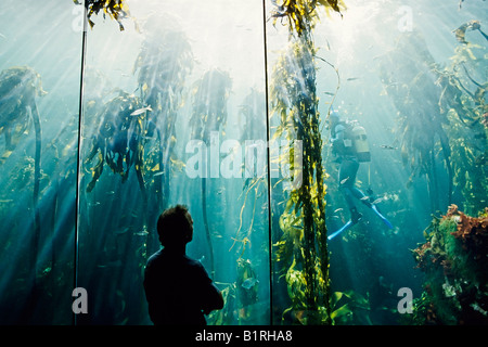 Homme debout en face du panorama de verre un grand aquarium dans lequel la lumière du soleil d'eau d'en haut, Two Oceans Aquarium, V Banque D'Images