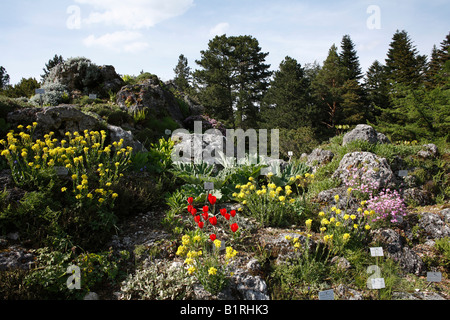 Jardin Alpin, printemps, jardin botanique, Munich, Haute-Bavière, Allemagne, Europe Banque D'Images