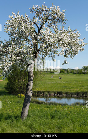 Blossoming apple tree du Maria Bildhausen Golf, Rhoen Montagnes, Basse Franconie, Bavière, Allemagne, Europe Banque D'Images