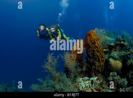 Deux plongeurs natation passé une barrière de corail, l'observation d'une éponge de mer, des Caraïbes, Roatan, Honduras, Amérique Centrale Banque D'Images