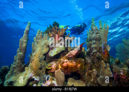 Plongée sous marine en eaux peu profondes, les récifs coralliens, des Caraïbes, Roatan, Honduras, Amérique Centrale Banque D'Images