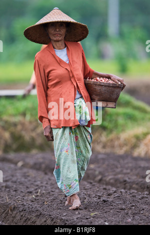 Une vieille femme portant un panier plein d'oignons de marcher à travers un champ moissonné, île de Lombok, moindre petites îles, l'Indonésie, Banque D'Images
