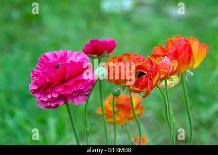 Ofcolorful groupe fleurs renoncule Banque D'Images