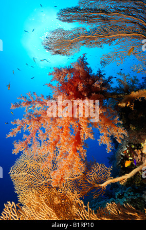 Oceanic rouge corail mou s'installe sur un ventilateur ou la mer (gorgones, Gorgonacea), Hurghada, Sharm el Sheik, Red Sea, Egypt, Africa