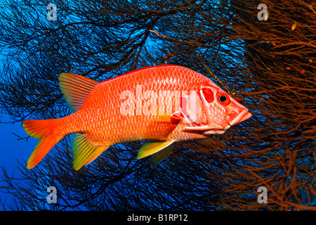 (Sargocentron spiniferum Marignans sabre) cherchant refuge dans un corail noir, Hurghada, Red Sea, Egypt, Africa Banque D'Images