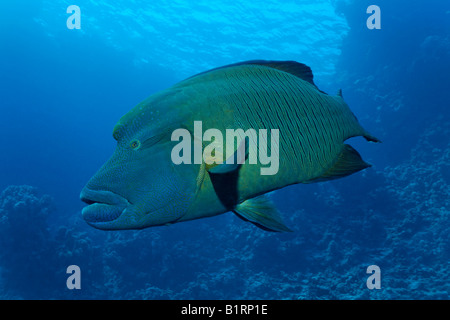 Napoléon ou Napoléon ou Napoleonfish (Cheilinus undulatus), Hurghada, Red Sea, Egypt, Africa Banque D'Images