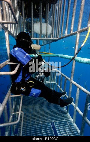 Plongée sous marine dans une cage l'observation d'un grand requin blanc (Carcharodon carcharias), l'île de Guadalupe, au Mexique, du Pacifique, d'Amérique du Nord Banque D'Images