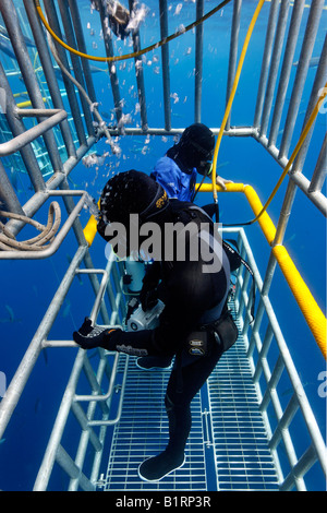 Les plongeurs dans une cage l'observation d'un grand requin blanc (Carcharodon carcharias), l'île de Guadalupe, au Mexique, du Pacifique, d'Amérique du Nord Banque D'Images