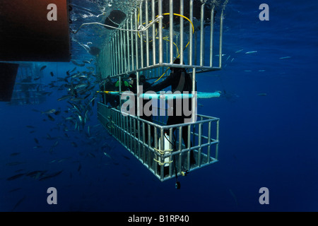 Les plongeurs dans une cage l'observation d'un grand requin blanc (Carcharodon carcharias), l'île de Guadalupe, au Mexique, du Pacifique, d'Amérique du Nord Banque D'Images