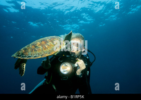 Jeune tortue verte (Chelonia mydas), piscine curieusement vers un plongeur, Abu Dhabi, Oman, Moyen-Orient, océan Indien Banque D'Images