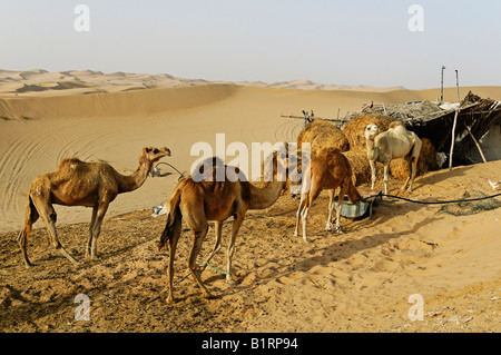 Cabane et chameaux d'un habitant du désert à Abu Dhabi, Émirats arabes unis, ÉMIRATS ARABES UNIS, en Asie Banque D'Images