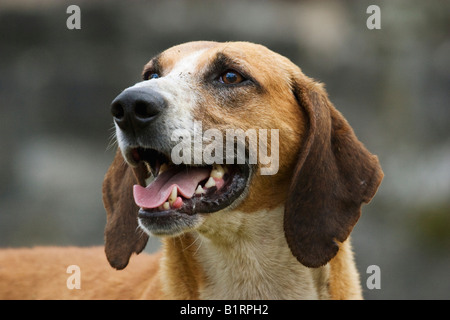 Grand Anglo-Francais Chien tricolore, race de chien de chasse, chien pack, à alert Banque D'Images