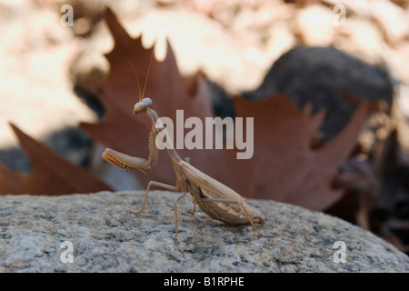 Mante religieuse européenne (Mantis religiosa) perché sur un rocher dans une rivière asséchée à Sithonia, Halkidiki, Grèce du Nord, E Banque D'Images