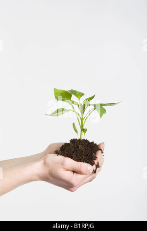 Woman's hands cupping un jeune plant enraciné dans le sol dans ses mains Banque D'Images