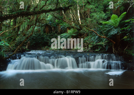 Petite cascade dans la forêt tropicale, Catlins, île du Sud, Nouvelle-Zélande Banque D'Images